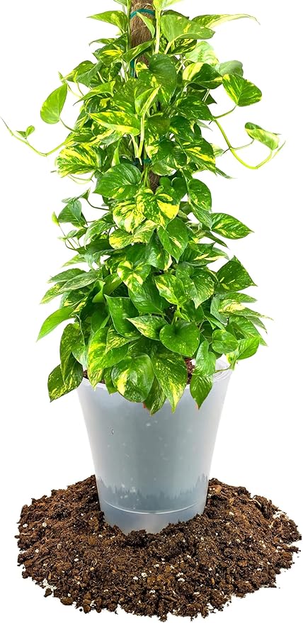 Premium Pothos Potting Soil Mix - Air Cleaning Plant Potting Mix, Soil Mix for Pothos, Parlor Palm, Peace Lily - (5 Quart Bag)