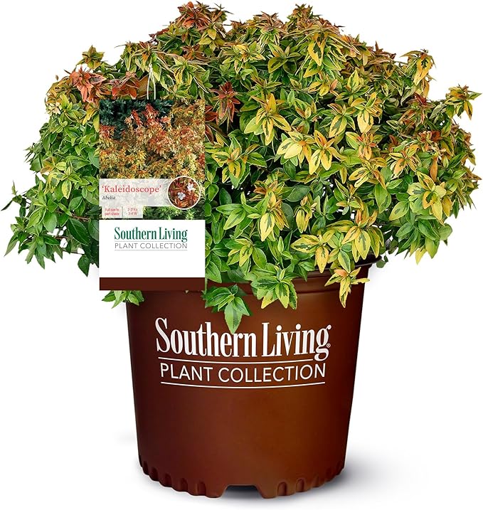 Southern Living Kaleidoscope Abelia, 2 Gal, Multi