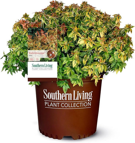 Southern Living Kaleidoscope Abelia, 2 Gal, Multi