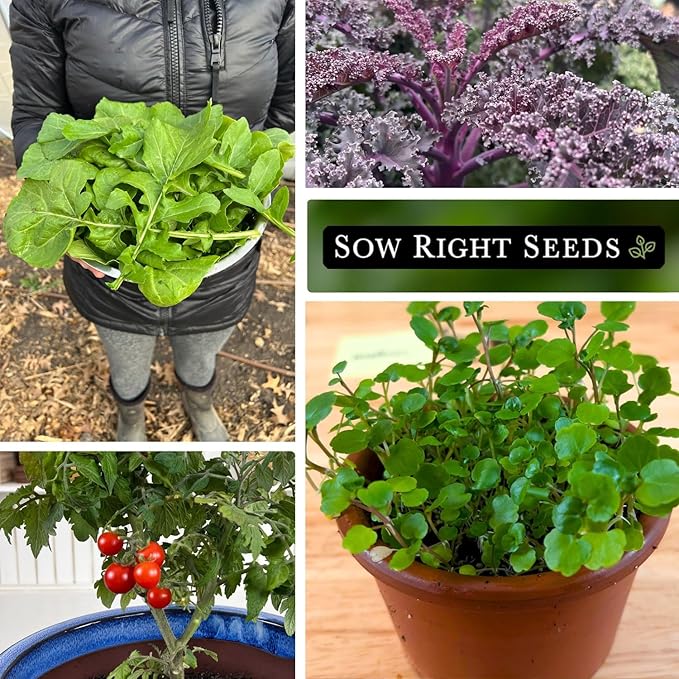 Sow Right Seeds - Hydroponic Vegetable Seeds for Planting - Lettuce, Kale, Arugula, Pak Choi, Watercress & Cherry Tomato Seeds for Planting and Growing Hydroponics - Perfect for Indoor Growing System