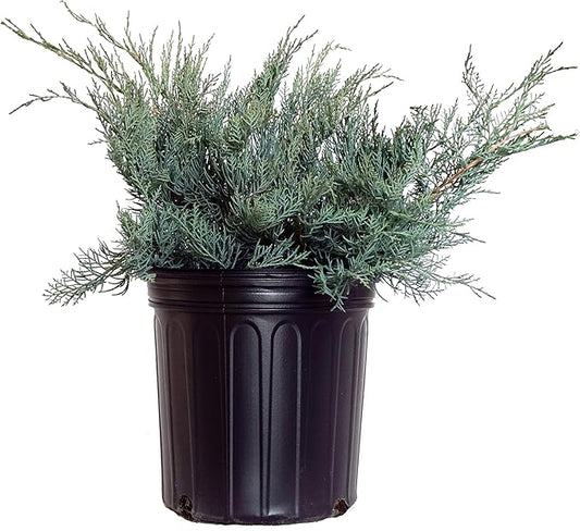 Grey Owl Juniper, evergreen plant in 2 Gallon pot - Juniper Virginiana 'Grey Owl'