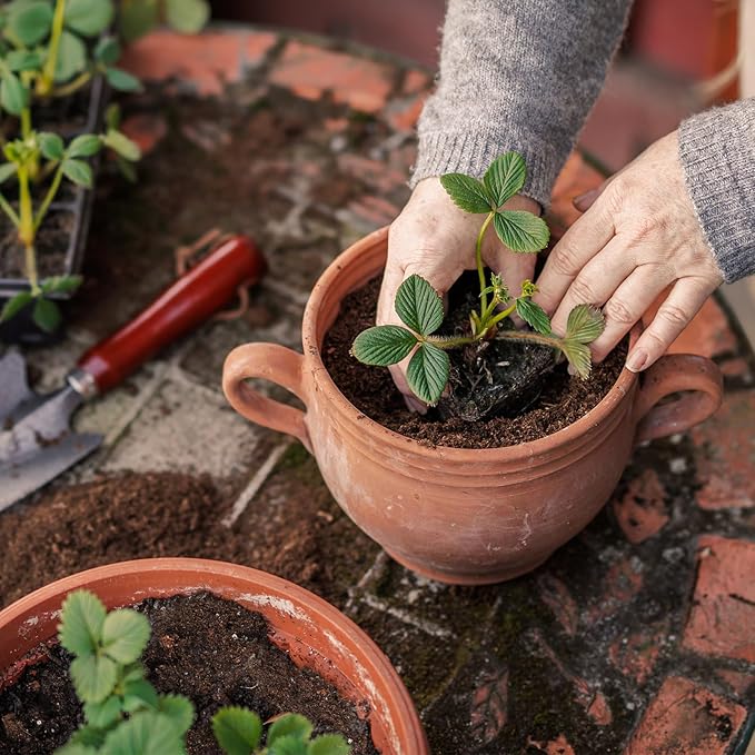 Organic Strawberry Soil Mix 2qt, Indoor Plants Potting Mix for All Potted Strawberry, Grow Healthy houseplants Indoors