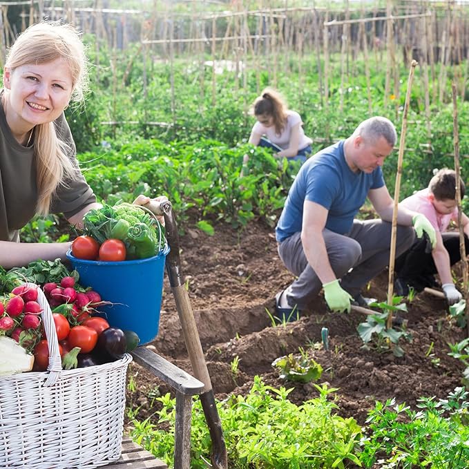 4000+ Salad Vegetable Seeds, 10 Varieties of Salad Veggies Seeds for Planting, Heirloom Seeds Gift Pack, Garden Seeds Kit for Indoor Outdoor Growing, Home Fresh Food Supply, Non-GMO