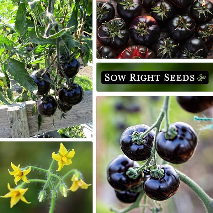 Sow Right Seeds - Black Beauty Tomato Seeds for Planting - Non-GMO Heirloom Packet with Instructions to Plant an Outdoor Home Vegetable Garden - Rare Deep Purple Slicing Variety - Sweet Flavor (3)