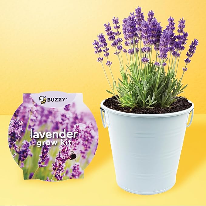 Buzzy Seeds Painted Love Pails | Flower & Herb Starter Kit for Kids & Adults | 2-Pack | Mini Rose and Lavender Seeds | Guaranteed to Grow | Best Indoor Grow Your Own Plant Gardening Gift