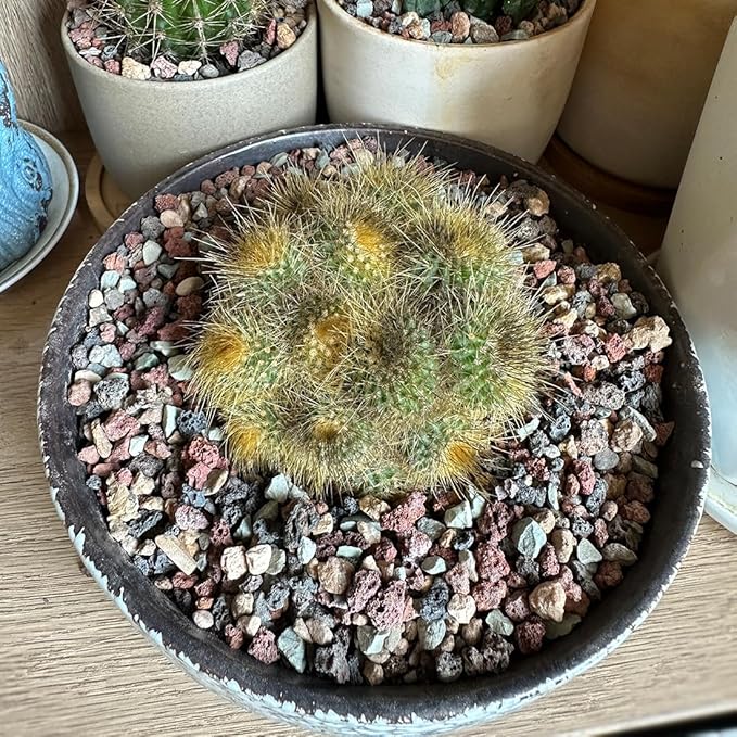 Succulent Cactus Soil Potting Mix Horticultural Lava Rocks Bonsai Soil for Indoor Plants Drainage Volcanic Rock for Terrarium Gardening Top Dressing 5lb