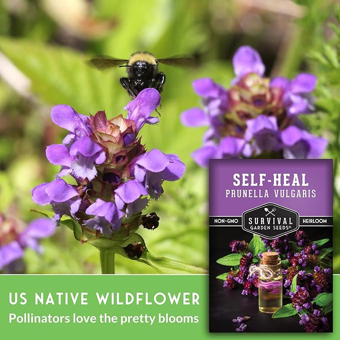Survival Garden Seeds Selfheal Seed for Planting - 5 Packs with Instructions to Plant & Grow All-Heal Perennial Herb Plants in Your Home Flower & Herb Garden - Non-GMO Heirloom Variety