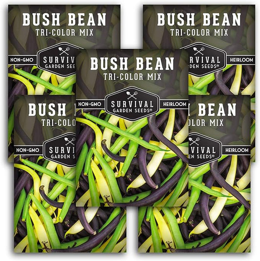 Survival Garden Seeds - Tri-Color Bean Seed for Planting - 5 Packs with Instructions to Plant and Grow Yellow, Purple, and Green Bush Beans in Your Home Vegetable Garden - Non-GMO Heirloom Variety