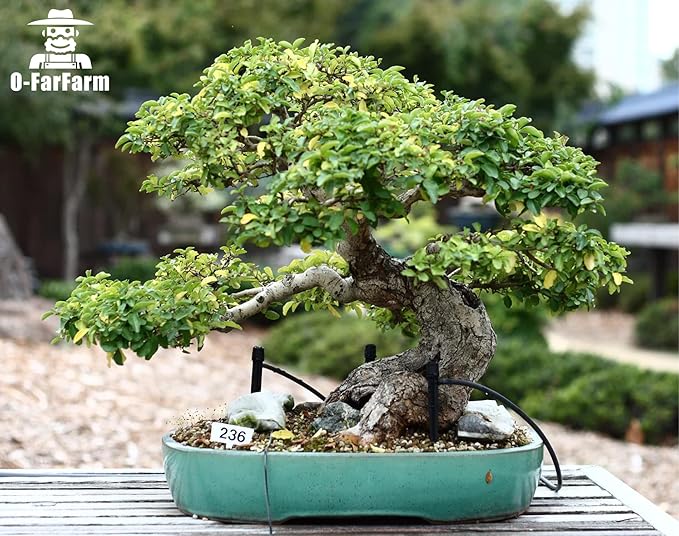 Bonsai Soil Mix Ready to Use 2 Quart, Fast Draining All Purpose Potting Soil for Bonsai Tree, Ideal for Root Development, Made from Akadama, Lava Rock, Pumice and Pine Barks