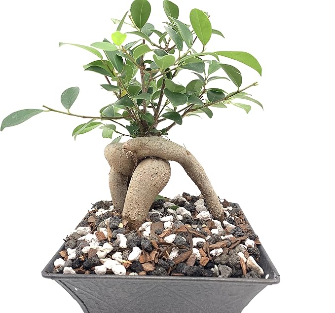 Bonsai Soil by The Bonsai Supply – 4qts. Professional Bonsai Soil Mix | Ready to use| Great for All Bonsai Tree Varieties.