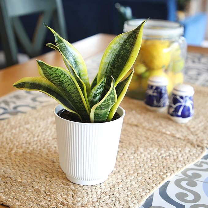 Altman Plants Sansevieria Superba Snake Plants (Approx. 8" Tall) in White Plant Pot, Variegated Snake Plant Decor, Easy Plant Gift & Desk Plant, Live Snake Plant Live Indoor with Pot, Air Purifying