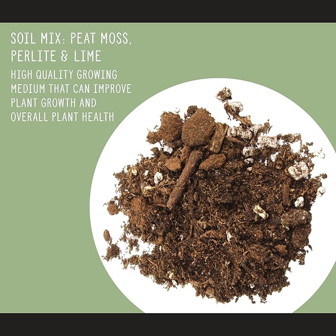 Premium Fiddle Leaf Fig Tree Soil (8 Quarts) - Expert Formula for Vibrant Growth - Nutrient-Rich Potting Mix, Specifically Designed for Healthy Indoor, Outdoor, and Potted Fiddle Fig Plants