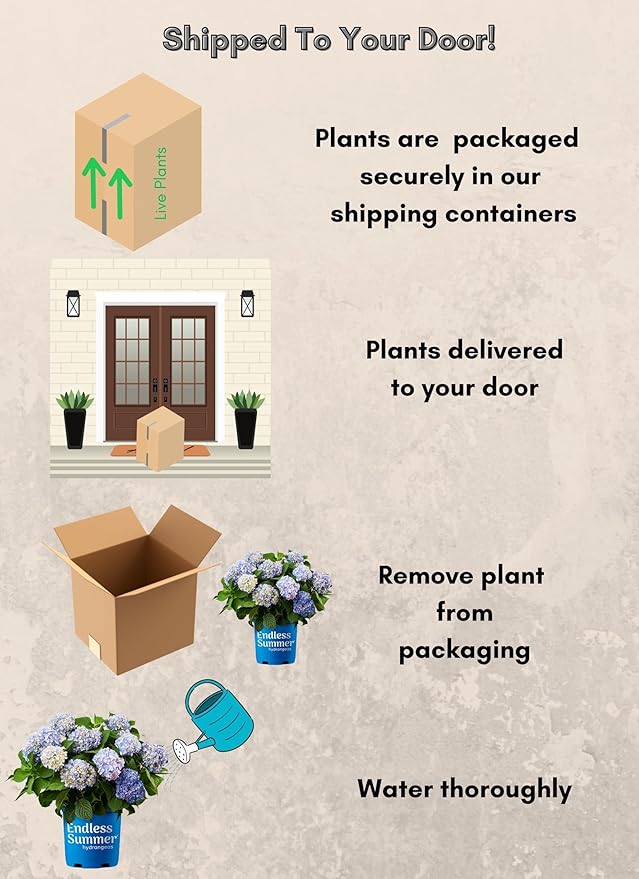 Endless Summer Original Hydrangea, 2 Gal, Pink and Blue Blooms