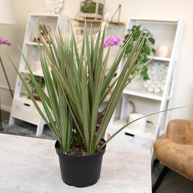 Bicolor Dracaena Plant Live Dragon Tree in 6 inch Pot, Easy Plant Decor, Dracaena Marginata House Plant, Air Purifying Plant, Live Indoor Plant, Desk Plant & Office Plant by Plants for Pets