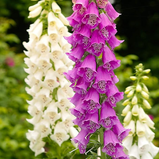 Outsidepride 5000 Seeds Biennial Digitalis Foxglove Gloxiniaeflora Flower Seed Mix for Planting