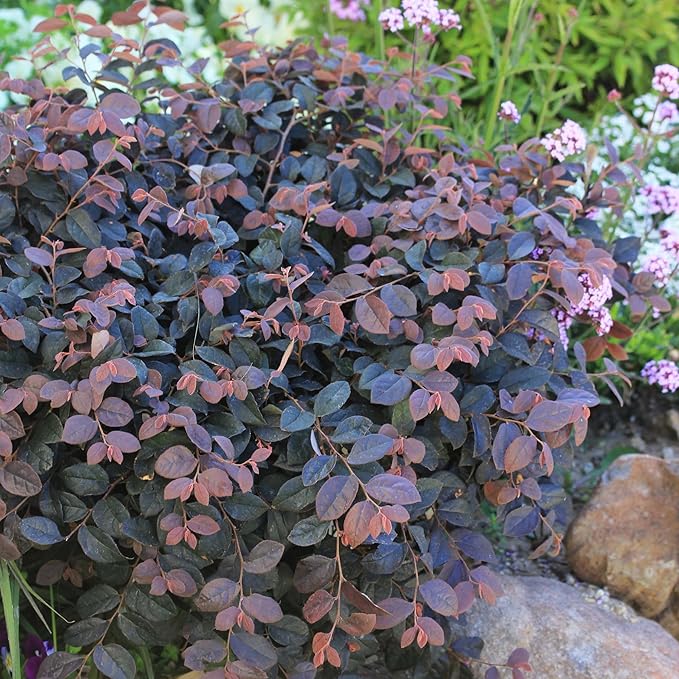2 Gallon Proven Winners Loropetalum Jazz Hands Pink Shrub