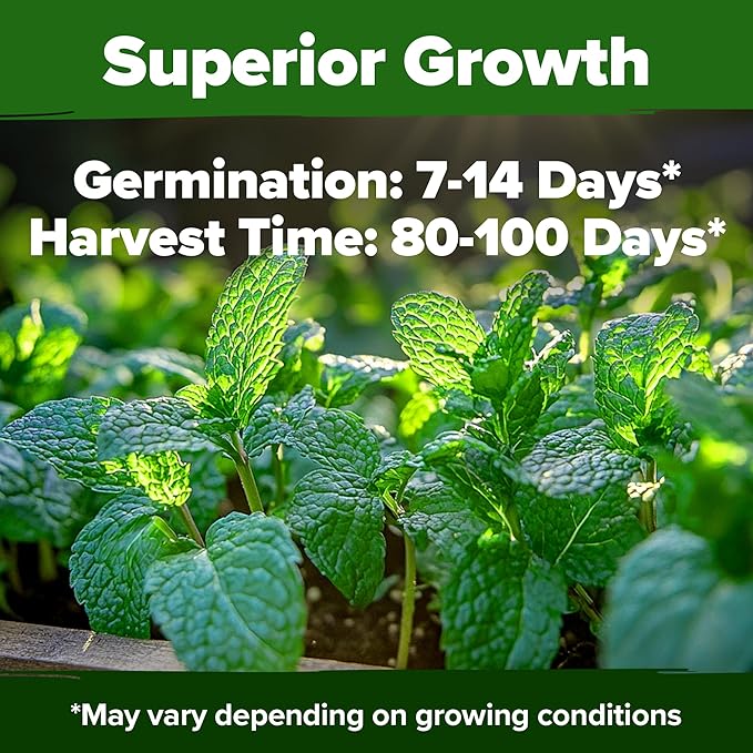 HOME GROWN Peppermint Seeds Pack – 2,370 Non-GMO, Heirloom Mint Seeds for Planting. Grow Peppermint Plants in Your Herb Garden Indoors or Outdoors (Mentha × piperita)