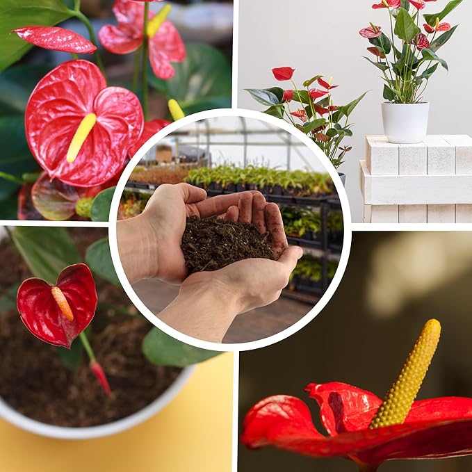 Anthurium Plant Potting Soil Mix (8 Quarts), Indoor Houseplant Custom Blend for Flowering Anthuriums