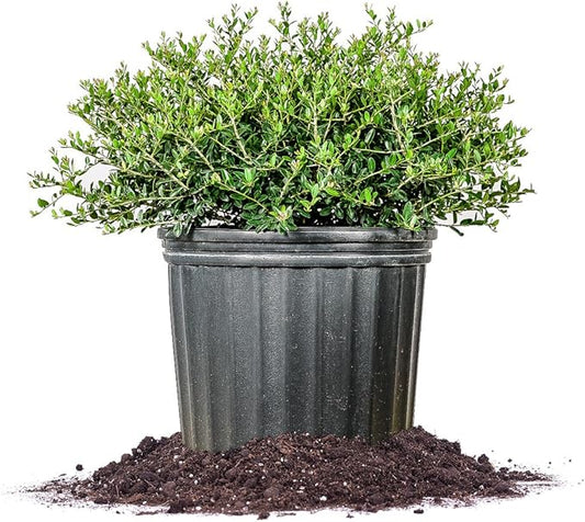 SCHILLING Holly - Size: 3 Gallon, Live Plant, Includes Special Blend Fertilizer & Planting Guide