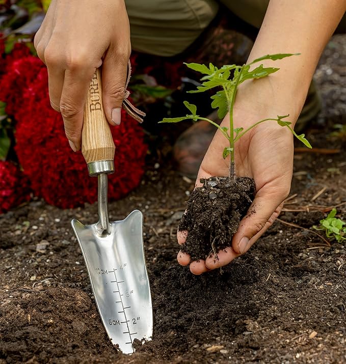 Burpee 13" Stainless Steel Transplanter | Durable Long Lasting Garden Tool | Leather Wrist Strap 5" Handle, Oak