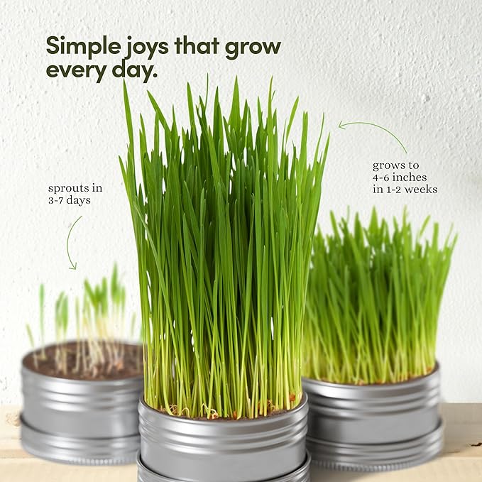 Grow Your Own Cat Grass for Indoor Cats Kit - 3 Complete Growing Kits - Plant Seeds, Pets Health Supplies Stuff - Gift for Pet Lover