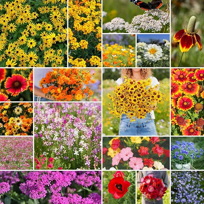 Eden Brothers Dry Area Wildflower Mixed Seeds for Planting, 10 lb, 4,800,000+ Seeds with Cosmos, African Daisy, Blue Flax | Attracts Pollinators, Plant in Spring or Fall, Zones 3, 4, 5, 6, 7, 8, 9, 10