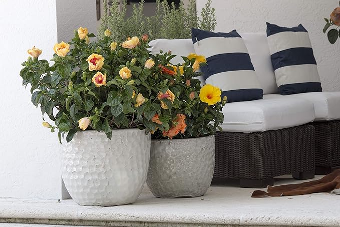 Costa Farms Premium Flowering Hibiscus Bush Grower Pot Live Outdoor Plant 36-Inches Tall, Grower's Choice