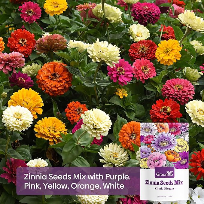 Zinnia Seeds Mix, 1 Oz, Over 3,000 Flowers Seeds, 5 Varieties Garden Seeds (Pink, Yellow, Orange, White, Purple), Mixed Colors and Large Blooms, Seeds for Planting, Open Pollinated - Bulk