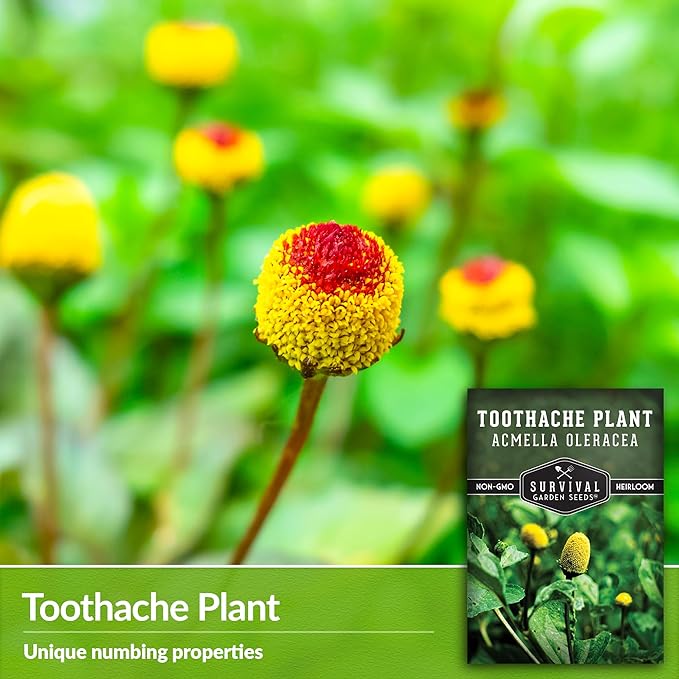 Toothache Plant Seeds for Planting - 5 Packets with Instructions to Plant and Grow Electric Daisy in Your Home Herb Garden - Non-GMO Heirloom Variety - Survival Garden Seeds