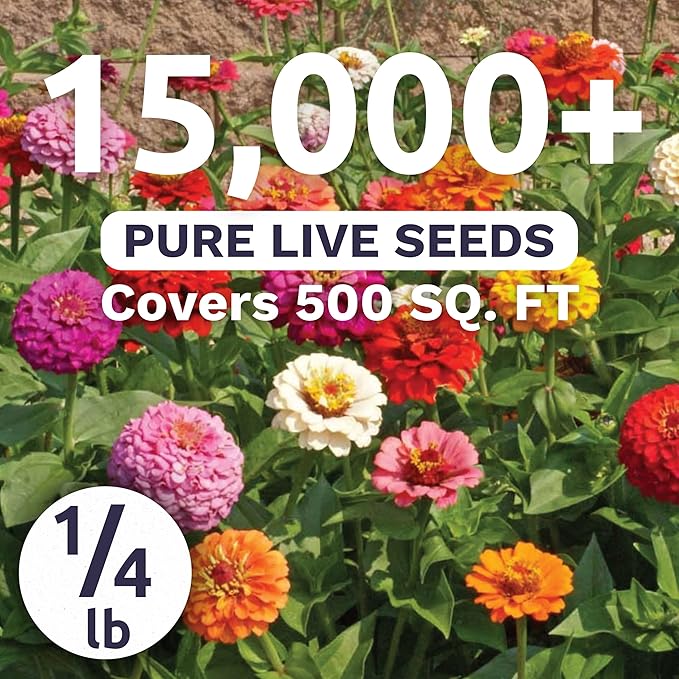 Zinnia Cut & Come Again Mix - Bulk 1/4 Pound Pouch - 15,000 Flower Seeds for Planting - Zinnia elegans