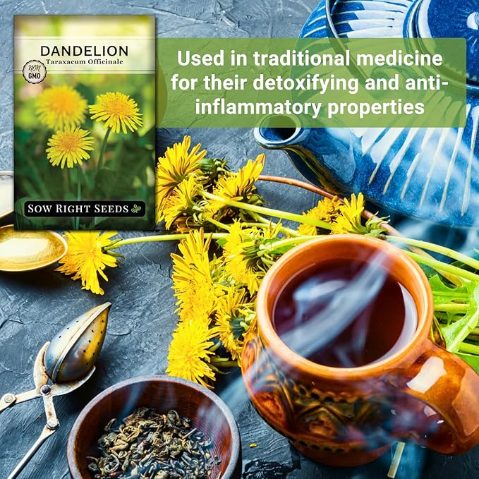 Sow Right Seeds - Common Dandelion Seeds for Planting - Non-GMO Heirloom Packet with Instructions to Grow an Outdoor or Indoor Herb Garden - Herbal Teas & Medicinal Uses - Great for Wildlife (4)