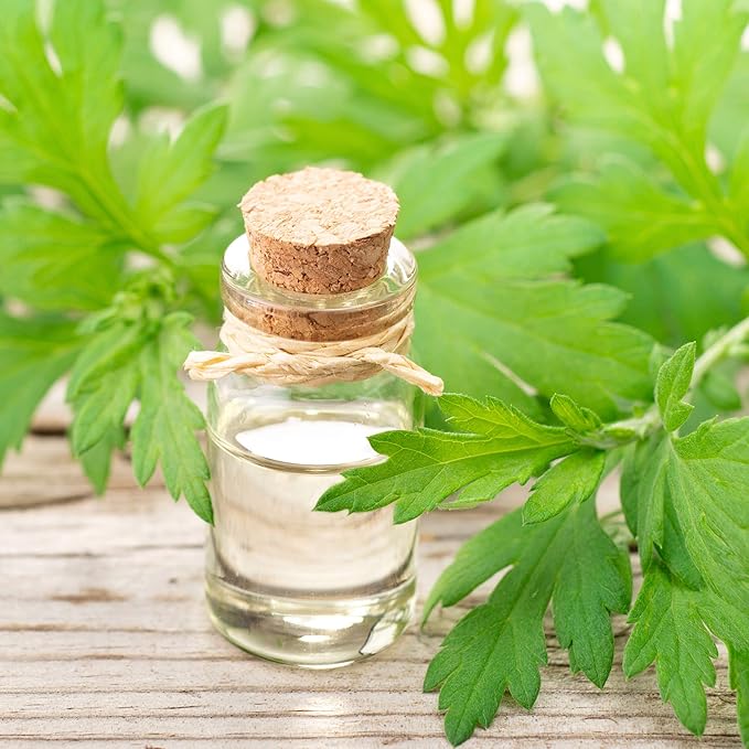 Outsidepride 5000 Seeds Perennial Mugwort Herb Garden Seeds for Planting