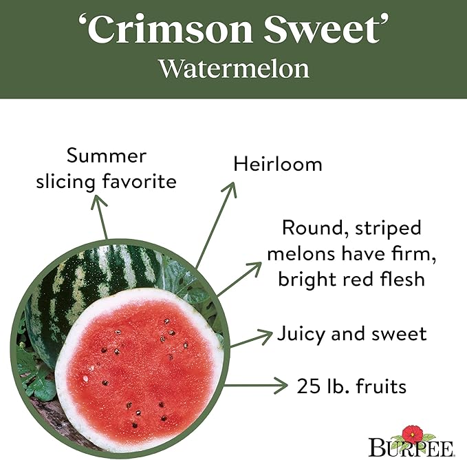 Burpee Crimson Sweet Watermelon Seeds 100 seeds