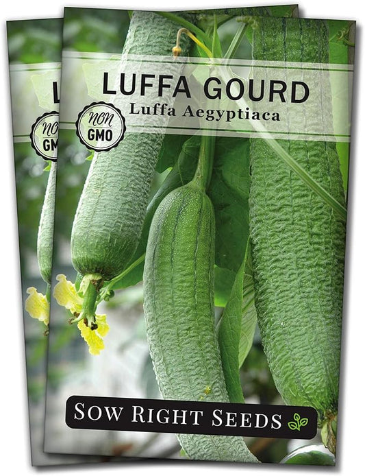 Sow Right Seeds - Luffa Gourd Seed for Planting - Non-GMO Heirloom Packet with Instructions to Plant a Home Vegetable Garden - Grow Your Own Loofah Sponge at Home - Show Off Unique Gourds (2)