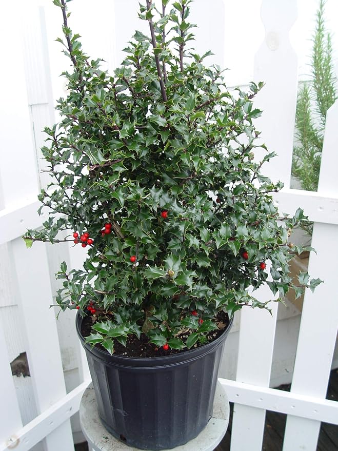 Ilex X rutzan 'Red Beauty' (Holly) Evergreen, #3 - Size Container