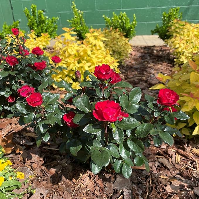 6qt Petite Knockout Red Rose