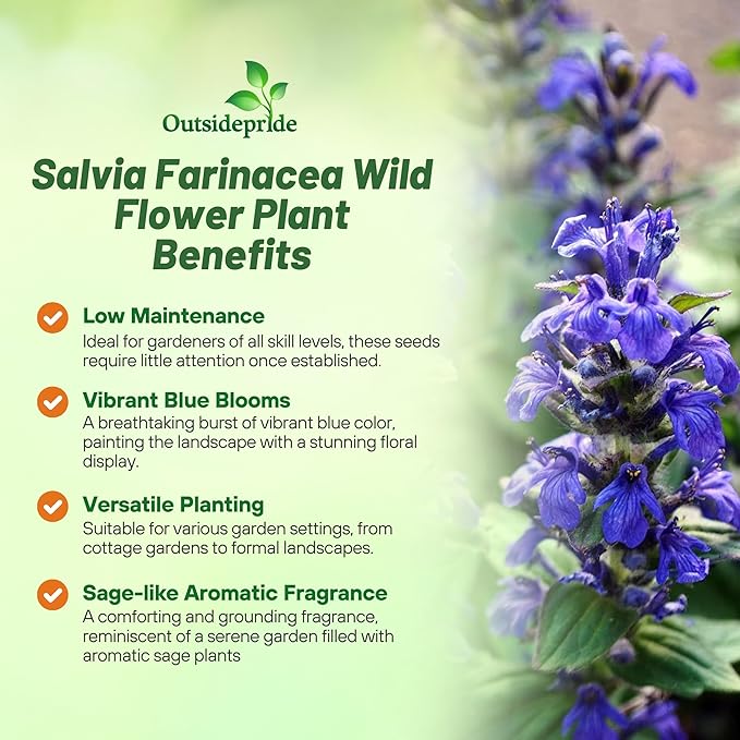 Outsidepride Blue Sage Seeds - 1/2 Lb. Perennial, Drought-Tolerant & Deer-Resistant Wildflower Seeds w/Fragrant Blooms for Pollinator Attractant for Butterfly & Hummingbird Gardens & Landscaping