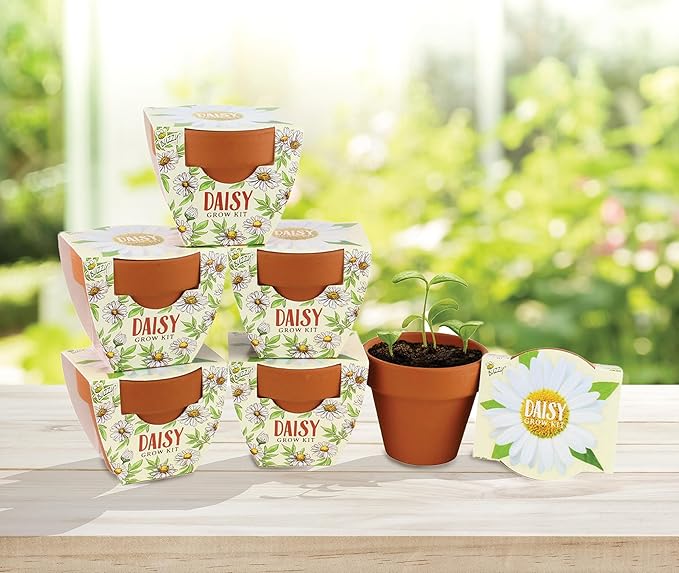BUZZY Terracotta Mini Grow Pots | Mini Daisy 6-Pack | Daydream Collection | Best Gardening Gifts, Favors, Weddings, Parties, Events, Modern, Trendy, Unique, and Fun | Growth Guaranteed