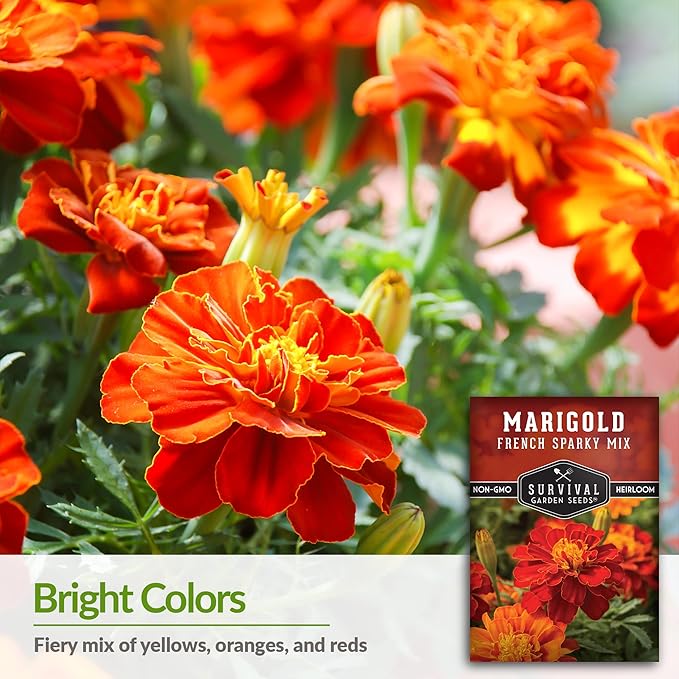 Survival Garden Seeds - French Sparky Marigold Seed for Planting - 1 Pack with Instructions to Plant and Grow Large Tagetes Patula Flowers in Your Home Vegetable Garden - Non-GMO Heirloom Variety