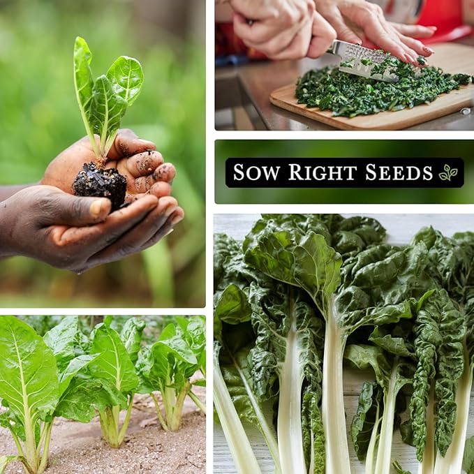 Sow Right Seeds - Fordhook Swiss Chard Seed for Planting - Non-GMO Heirloom Packet with Instructions to Plant and Grow an Outdoor Home Vegetable Garden - Nutritious, Flavorful - Great Gift (1)