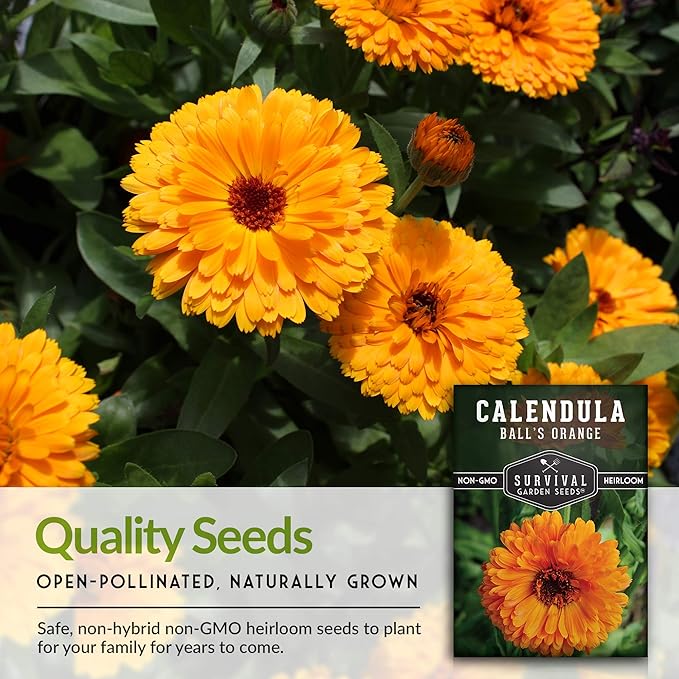 Ball's Orange Calendula Seed for Planting - 2 Packets with Instructions to Plant & Grow Medicinal Herb Plants in Your Home Vegetable Garden - Non-GMO Heirloom Variety - Survival Garden Seeds