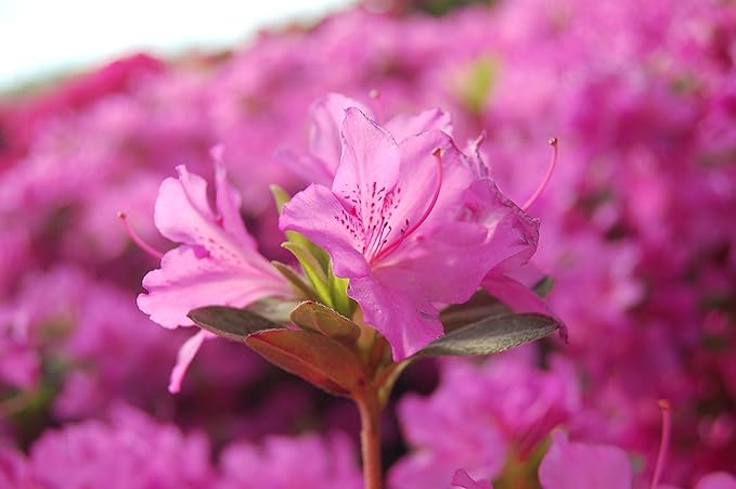 Azalea 'Karen' (Azalea) Shrub, lavender flowers, #3 - Size Container