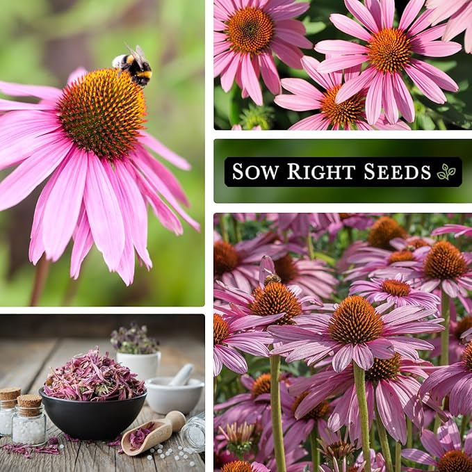 Sow Right Seeds - Purple Coneflower/Echinacea Flower Seeds for Planting - Non-GMO Heirloom - Plant for an Herbal Tea Garden - Attract Pollinators - Great Cut and Come Back Flower (2)
