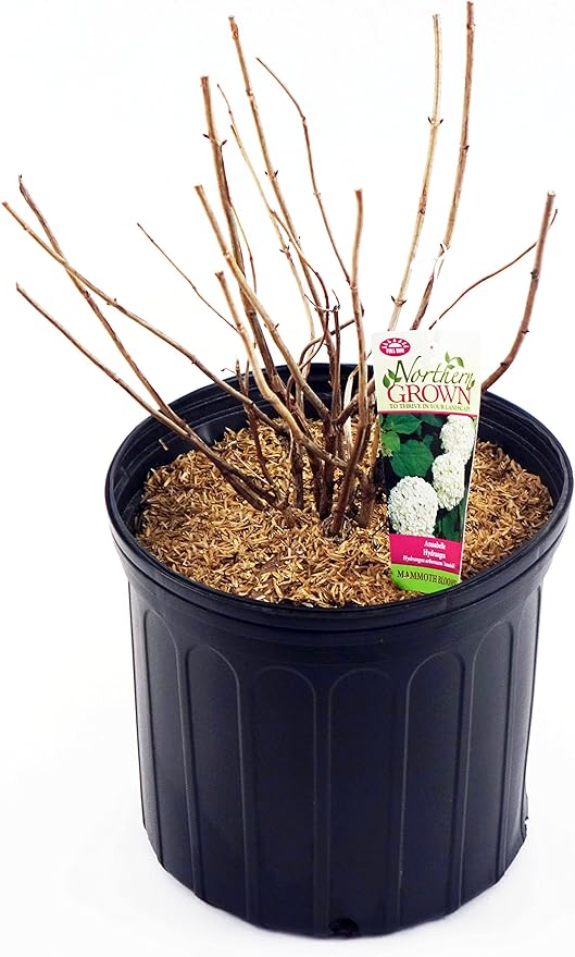 Hydrangea arb. 'Annabelle' (Smooth Hydrangea) Shrub, white mophead flowers, #3 - Size Container