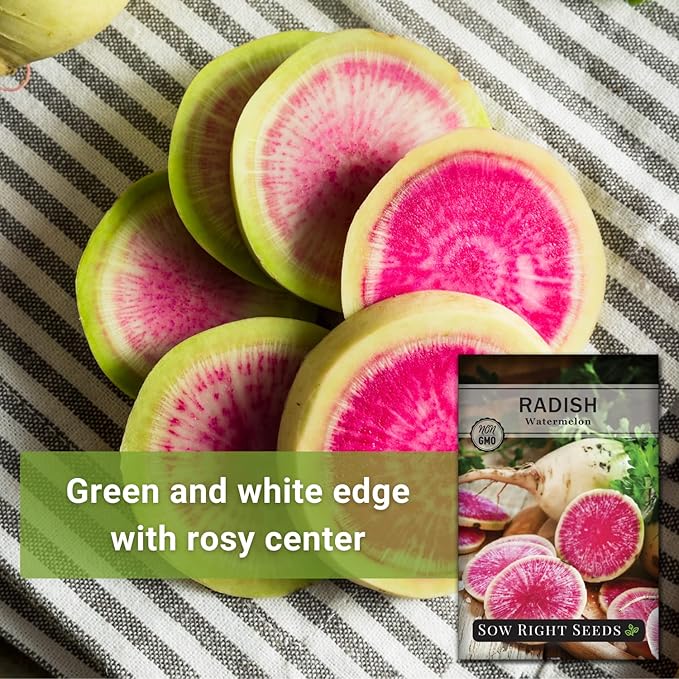Sow Right Seeds - Watermelon Radish Seed for Planting - Non-GMO Heirloom Packet with Instructions to Plant a Home Vegetable Garden - Unique & Rare Veggie, Watermelon-Like Coloring When Cut (3)