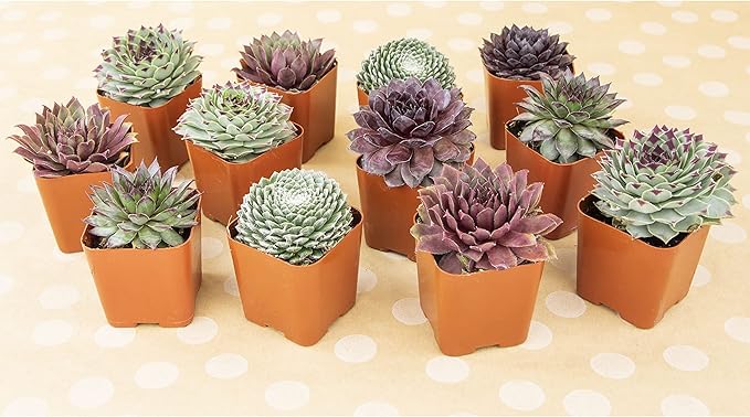 Sempervivum Succulents Plants Live Indoor Plants (5PK), Sempervivum Plants Live Houseplants, Hen and Chicks Live Plants Indoor House Plants, Rosette Succulent Plants in Plant Pots by Plants for Pets