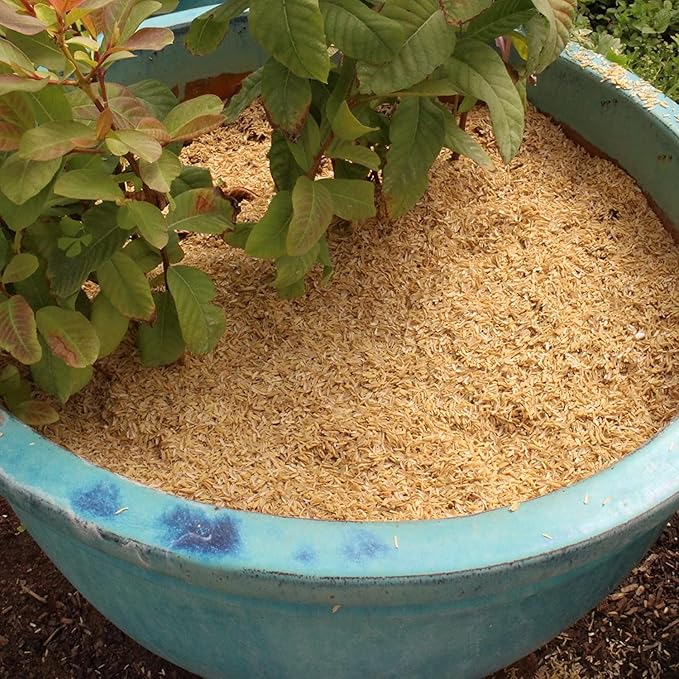 Sustainable Soil Enhancement: Gardenera Rice Hulls - Boost Nutrient Availability and Reduce Watering Frequency - 3 QUARTS
