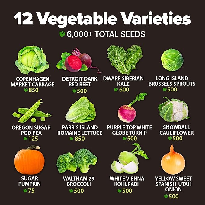 HOME GROWN 12 Fall Vegetable Seeds - USA Heirloom Non GMO Fall & Winter Vegetable Seeds for Planting Home Garden: Beets, Broccoli, Cabbage, Kale, Onion, Peas, Pumpkin, Turnip, Lettuce & More
