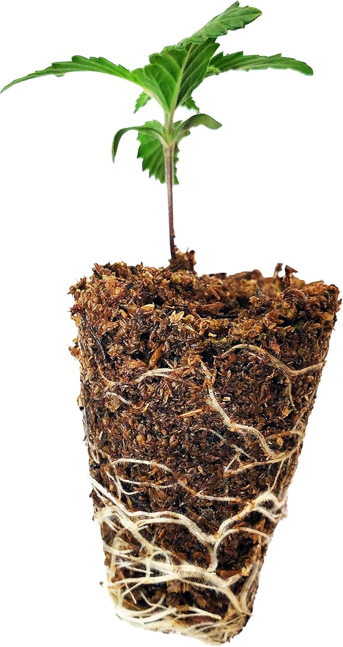 Mosser Lee ML0003 SucSeed® Premium Seed Starter 244 cubic inch (4L)Pack of 1