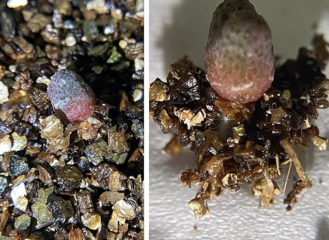 30QT Organic Vermiculite Granules for Plants and Gardening